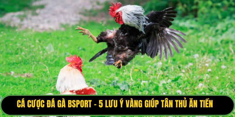 Cá Cược Đá Gà
