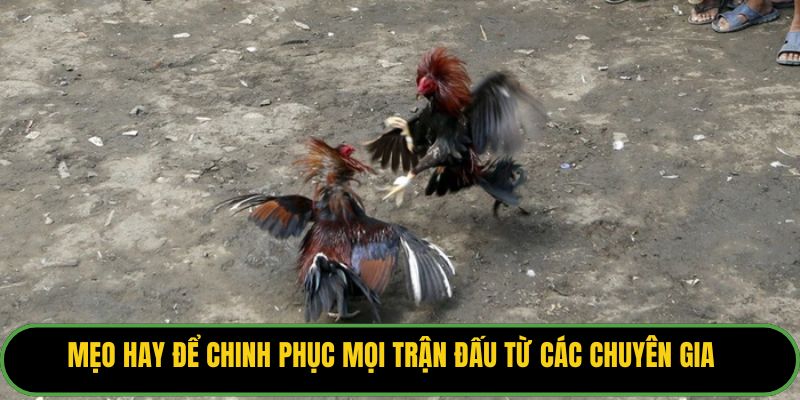 Mẹo hay để chinh phục mọi trận đấu từ các chuyên gia